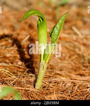 Jack in der Kanzel, Arisaema triphyllum Pflanze, die mit sich entwickelnder Spathe, einer einheimischen nordamerikanischen Wildblume, neu gekeimt wurde. Stockfoto