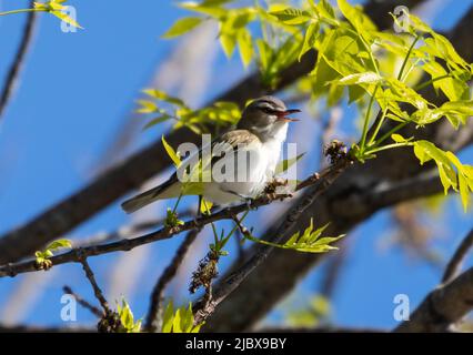 Red Eyed Vireo, Vireo olivaceus, ein amerikanischer singvögel, der in einem Baum thront. Stockfoto