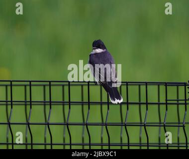 Eastern Kingbird, Tyrannus tyrannus, männlicher, nordamerikanischer Tyrann-Fliegenfänger, bekannt für aggressives Verhalten beim Schutz seines Nestes. Stockfoto