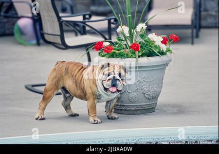 Eine englische Bulldogge, die neben einem Blumentopf mit roten und weißen Blumen am Rand eines Schwimmbeckens steht Stockfoto