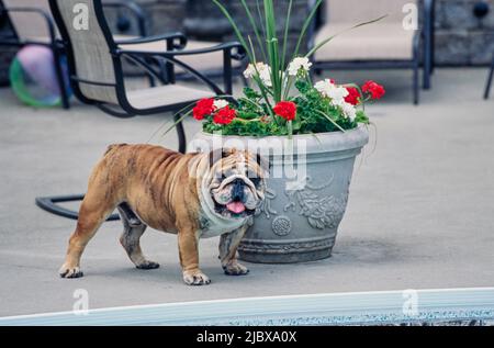 Eine englische Bulldogge, die neben einem Blumentopf mit roten und weißen Blumen am Rand eines Schwimmbeckens steht Stockfoto