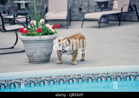 Eine englische Bulldogge, die neben einem Blumentopf mit roten und weißen Blumen am Rand eines Schwimmbeckens steht Stockfoto