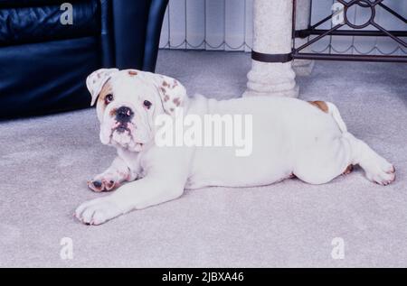 Eine englische Bulldogge auf weißem Teppich Stockfoto