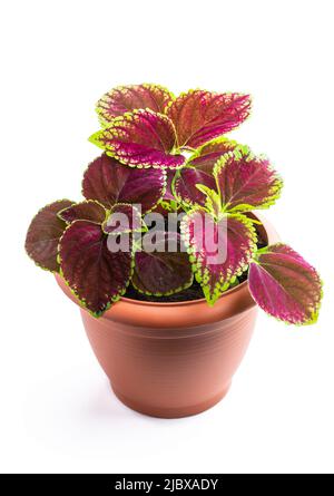 Keimende Baby Coleus Pflanze in braunem Topf isoliert auf weiß Stockfoto