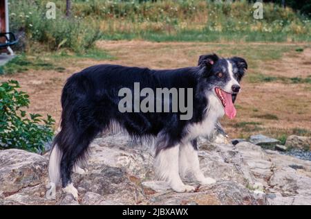 Ein Border Collie, der auf einem großen Felsen steht Stockfoto