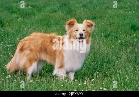 Ein Border Collie, der im grünen Gras mit weißen Wildblumen steht Stockfoto