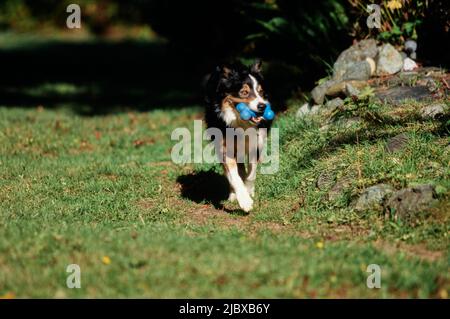 Ein Border Collie mit einem blauen Kunststoff-Kauknochen Stockfoto