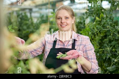 Junge Frau Gärtnerin Handschuhen pflücken Ernte der Pease Stockfoto