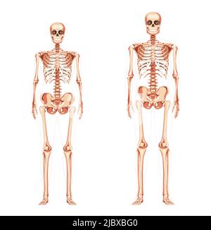 Set von Frauen und Männern Skelett menschliche Körperknochen von Mann und Frau. Damen und Herren, Vorderansicht. 3D realistisches Konzept flaches Mädchen und Junge Konzept Vektor-Illustration der Anatomie isoliert auf weiß Stock Vektor