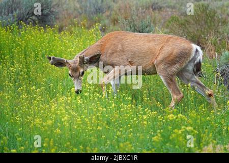 Ein junger Schwarzer Hirschbock mit Geweihen, bedeckt mit Samtbräunchen, auf einem Feld mit wildem Senf im Zentrum von Oregon. Stockfoto