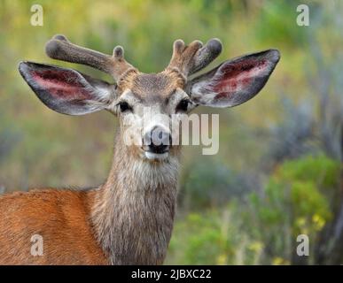 Ein junger Schwarzer Hirschbock mit Geweihen, bedeckt mit Samtbräunchen, auf einem Feld mit wildem Senf im Zentrum von Oregon. Stockfoto