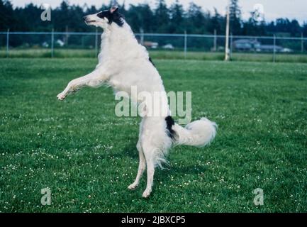 Ein Barsoi-Hund, der springt, um sich ein Vergnügen zu holen Stockfoto