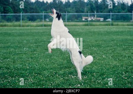 Ein Barsoi-Hund, der springt, um sich ein Vergnügen zu holen Stockfoto