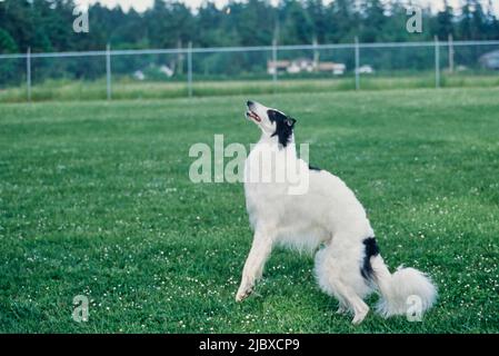 Ein Barsoi-Hund, der springt, um sich ein Vergnügen zu holen Stockfoto