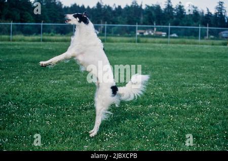 Ein Barsoi-Hund, der springt, um sich ein Vergnügen zu holen Stockfoto