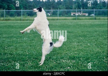 Ein Barsoi-Hund, der springt, um sich ein Vergnügen zu holen Stockfoto