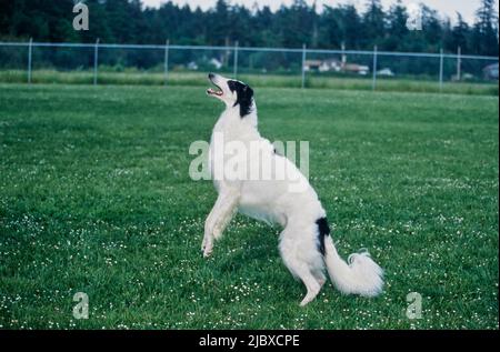 Ein Barsoi-Hund, der springt, um sich ein Vergnügen zu holen Stockfoto