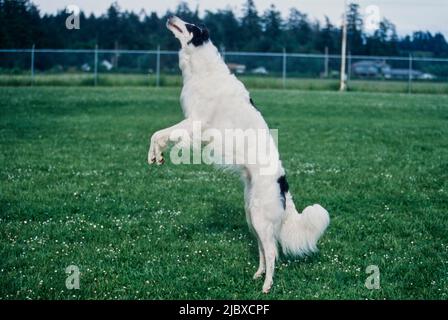 Ein Barsoi-Hund, der springt, um sich ein Vergnügen zu holen Stockfoto