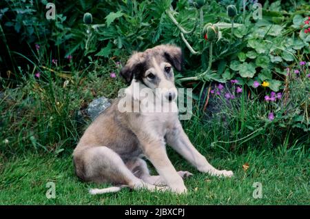 Ein Barsoi-Welpe, der im Gras sitzt Stockfoto