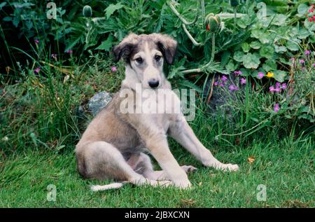 Ein Barsoi-Welpe, der im Gras sitzt Stockfoto