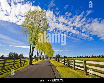 Weidenbäume wachsen im Frühling entlang einer ländlichen Ranch-Auffahrt in Tumalo, Oregon. Stockfoto