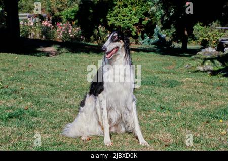 Ein Barsoi-Hund, der im Gras sitzt Stockfoto