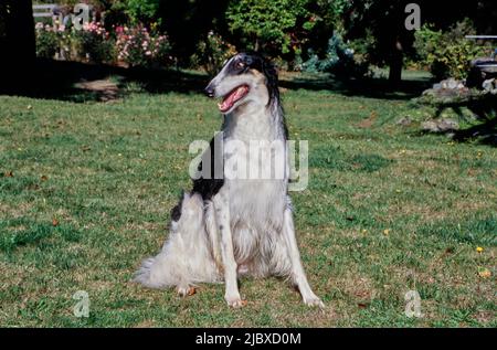 Ein Barsoi-Hund, der im Gras sitzt Stockfoto