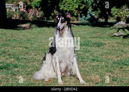 Ein Barsoi-Hund, der im Gras sitzt Stockfoto