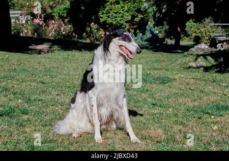 Ein Barsoi-Hund, der im Gras sitzt Stockfoto