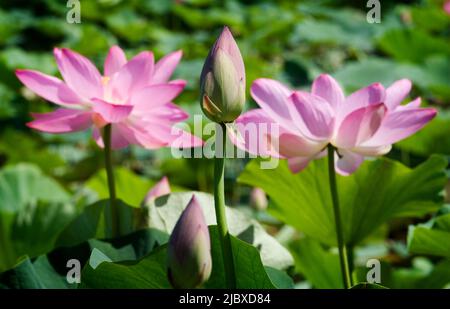 Viele Knospe mit blühenden Lotusblumen hinter Stockfoto