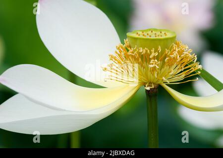 Volle blühten weiße Lotusblüte mit geringen Schärfentiefe Stockfoto