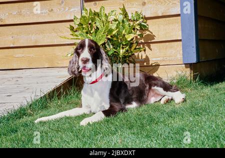 Ein englischer springer-Spaniel, der auf einer grünen Wiese vor einem Holzgebäude liegt Stockfoto