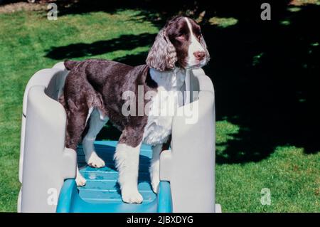 Ein englischer springer-Spaniel, der auf einem Kinderspielset steht Stockfoto