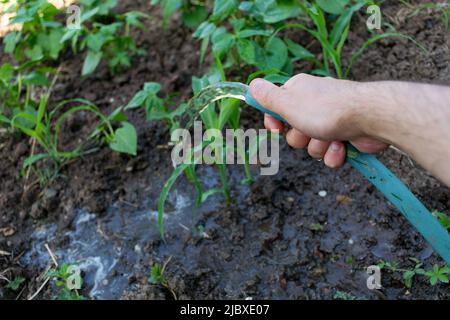 Eine Gärtnerhand bewässert ihr Bio-Maisfeld an einem Sommertag mit einem Wasserschlauch. Landwirtschaftliches Konzept. Nahaufnahme, selektiver Fokus Stockfoto