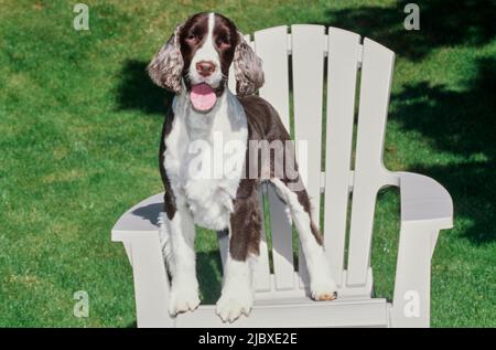 Ein englischer springer-Spaniel, der auf einem weißen Stuhl auf einem grünen Rasen steht Stockfoto