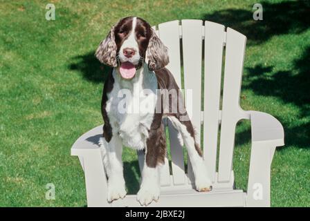 Ein englischer springer-Spaniel, der auf einem weißen Stuhl auf einem grünen Rasen steht Stockfoto
