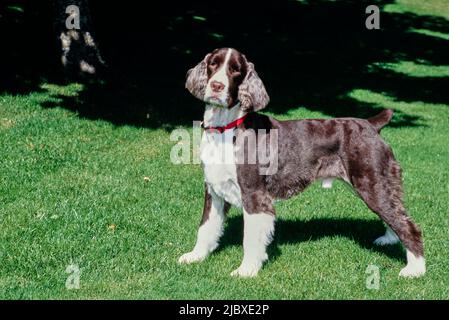 Ein englischer springer-Spaniel, der auf einem grünen Rasen steht Stockfoto