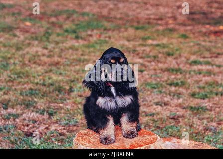 Ein schwarzer und brauner amerikanischer Cocker Spaniel, der auf einem Stumpf in einem trockenen Rasen sitzt Stockfoto