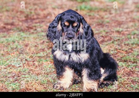 Ein schwarzer und brauner amerikanischer Cocker Spaniel, der auf einem trockenen Rasen sitzt Stockfoto