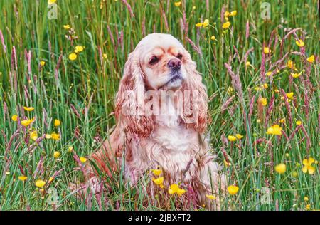 Ein goldfarbener amerikanischer Cocker Spaniel, der in hohem Gras und gelben Wildblumen sitzt Stockfoto