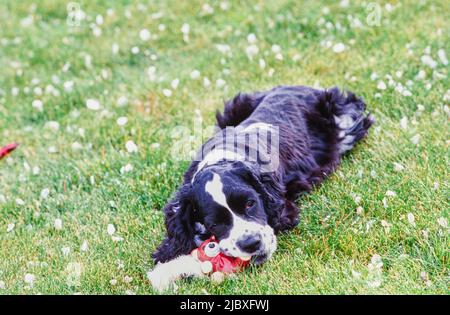 Ein schwarz-weißer amerikanischer Cocker Spaniel, der auf einem Rasen liegt und auf einem Spielzeug kaut Stockfoto