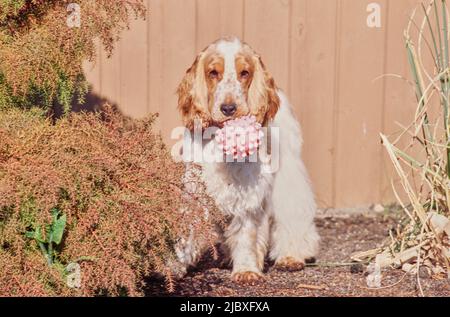 Ein rot-weißer englischer Cocker-Spaniel, der in einem Gartenbett mit einem Spielzeug im Mund steht Stockfoto