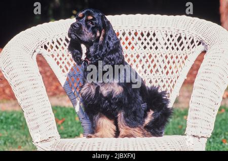 Ein schwarzer und brauner amerikanischer Cocker Spaniel, der in einem weißen Korbsessel sitzt Stockfoto