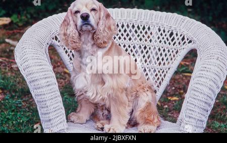 Ein goldfarbener amerikanischer Cocker Spaniel, der in einem weißen Korbsessel sitzt Stockfoto