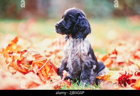 Ein blauer Roan englischer Cocker Spaniel Welpe sitzt in Herbstblättern Stockfoto