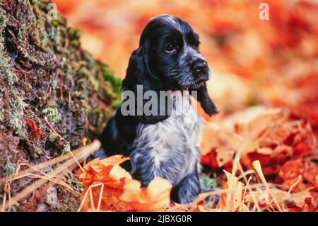 Ein blauer Roan englischer Cocker Spaniel Welpe sitzt in Herbstblättern Stockfoto