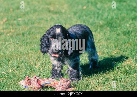 Ein blauer Roan englischer Cocker Spaniel Welpe, der auf einem grünen Rasen über einem Seilspielzeug steht Stockfoto