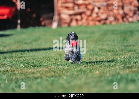 Ein blauer Roan englischer Cocker Spaniel Welpe, der über einen grünen Rasen mit einer roten Kugel im Mund läuft Stockfoto