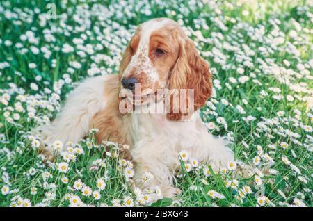 Ein rot-weißer englischer Cocker-Spaniel, der im grünen Gras mit weißen Wildblumen liegt Stockfoto