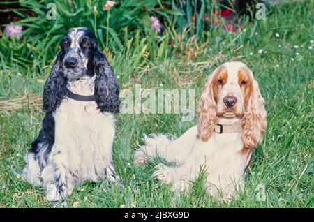 Zwei englische Cocker Spaniels sitzen im grünen Gras Stockfoto